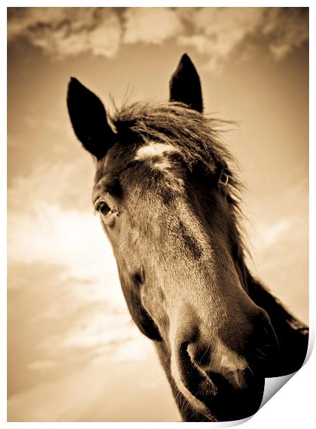  Horse in sepia, Shropshire, England Print by Julian Bound