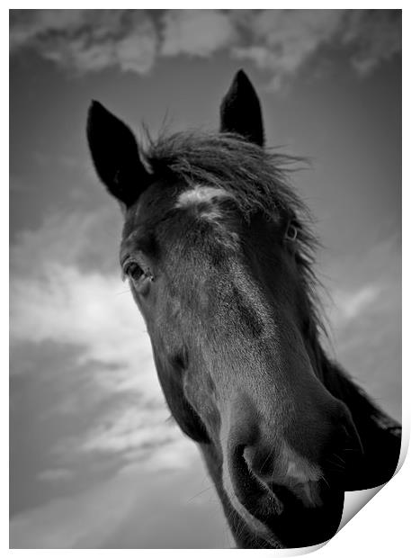 Horse of Shropshire, England, Print by Julian Bound