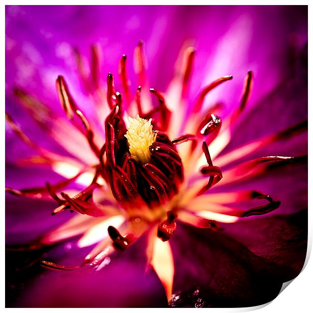  Purple flower with raindrops Print by Julian Bound