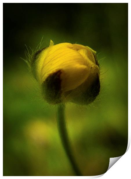  Buttercup emerging in Spring Print by Julian Bound