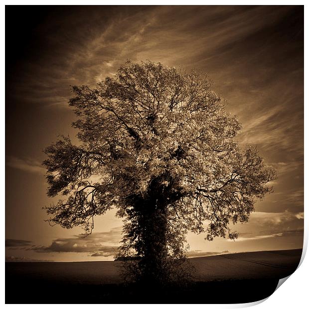   Autumn tree with rolling hills in sepia Print by Julian Bound