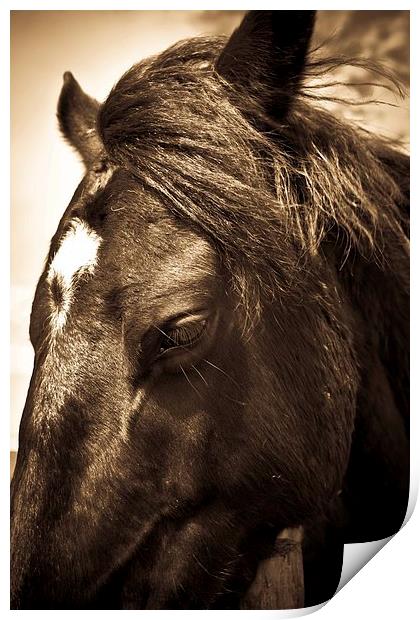   Horse in sepia, Shropshire, England Print by Julian Bound