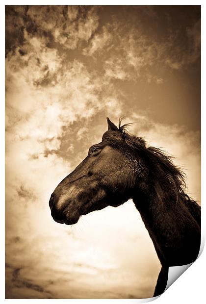   Horse in sepia, Shropshire, England Print by Julian Bound