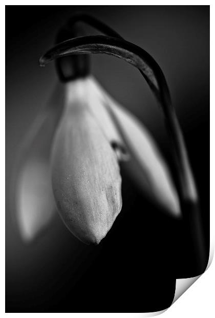  Snowdrop in black and white Print by Julian Bound