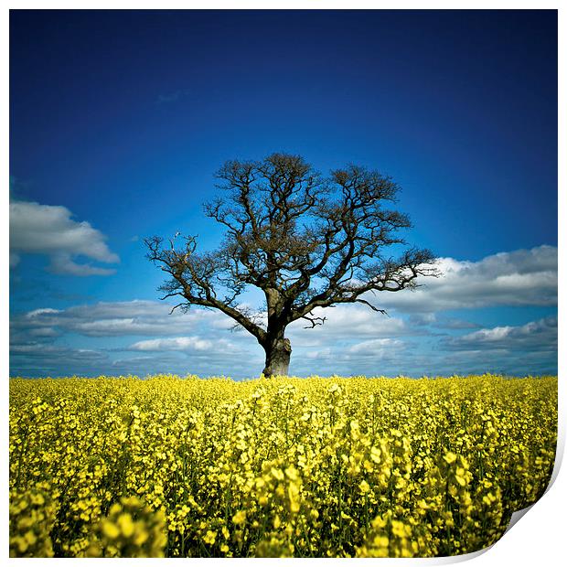  Tree in mustard field, Shropshire Print by Julian Bound