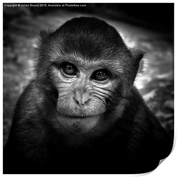  Monkey of Bali Print by Julian Bound