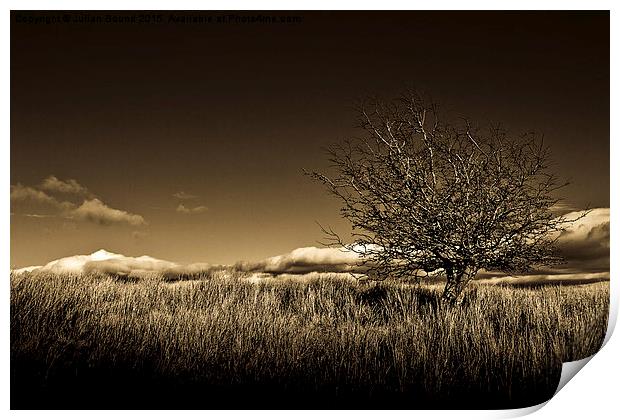    Shropshire landscape with tree Print by Julian Bound