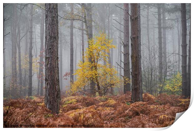 Misty Autumnal Woodland Print by Stephen Beardon