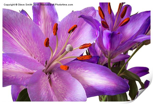 Purple Lillies Print by Steve Smith