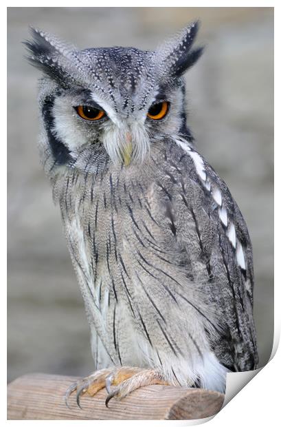 Scops Owl Print by Harvey Hudson