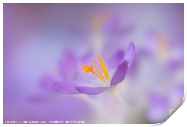 Dreamy lilac crocuses Print by Ang Wallace
