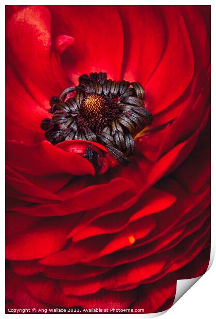 Red Ranunculus close up Print by Ang Wallace