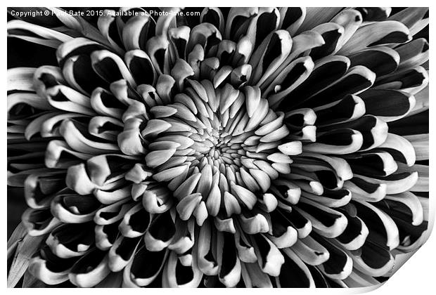  Chrysanthemum Print by Paul Bate