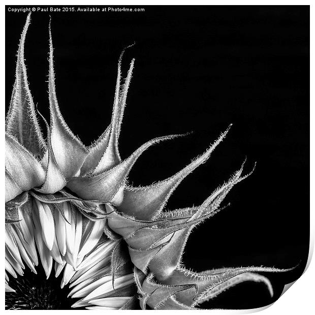  Sunflower Print by Paul Bate