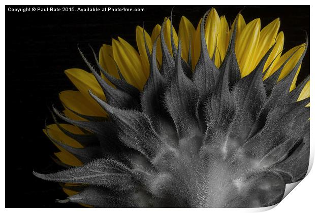  Selective Sunflower Print by Paul Bate