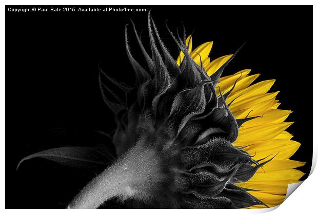   Selective Sunflower II Print by Paul Bate