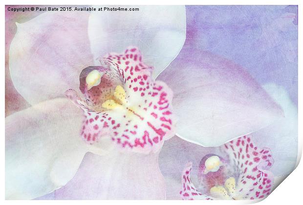 Pink Cymbidium Orchids  Print by Paul Bate