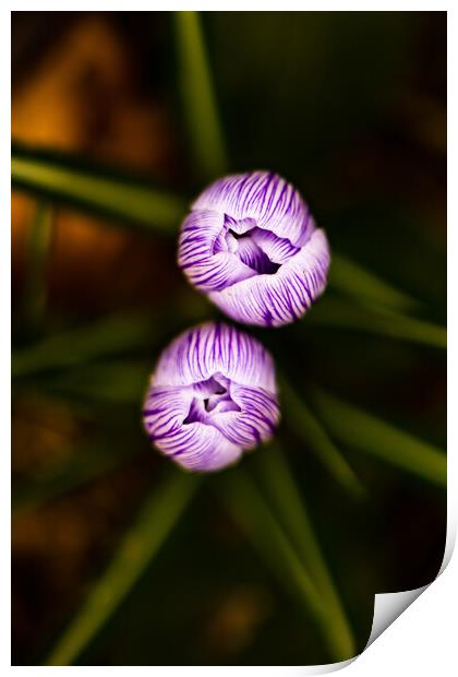 Tulips Print by Wayne Howes