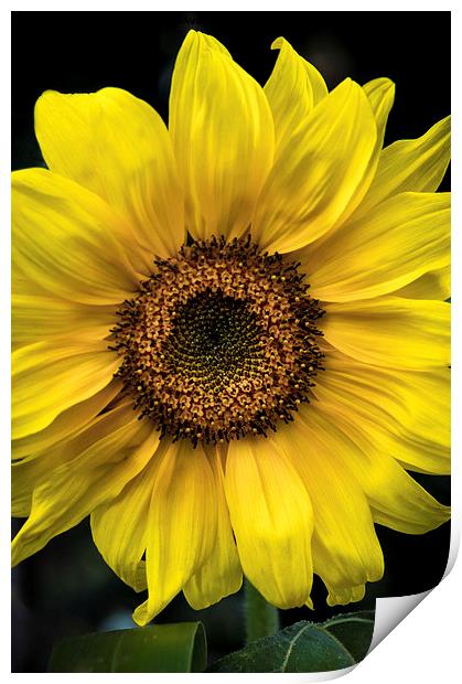  Sunflower Print by James Byrne