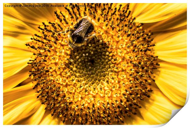  Busy Bee Print by James Byrne