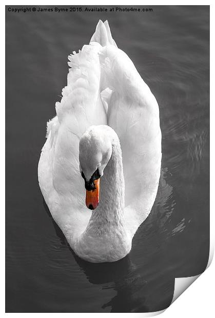  I, Swan Print by James Byrne