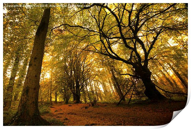  Woodland walk in autumn mist Print by Debbie Cox