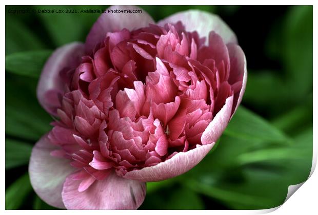 Peony Flower Print by Debbie Cox