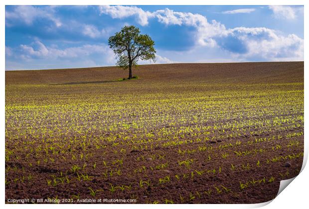 Maize field. Print by Bill Allsopp