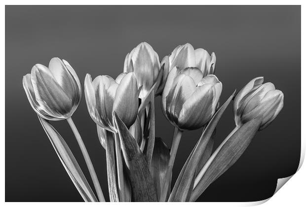 Tulip Vase. Print by Bill Allsopp