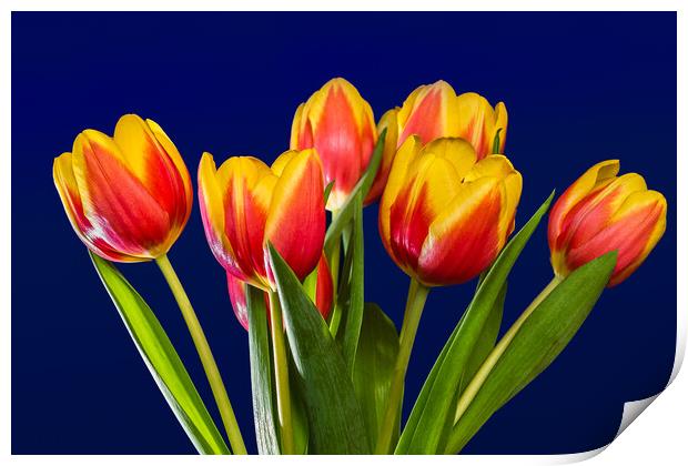 Tulip Vase. Print by Bill Allsopp