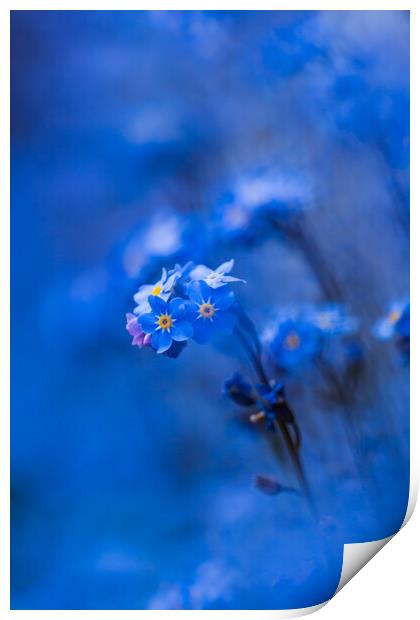 Forget-me-not  Print by Bill Allsopp