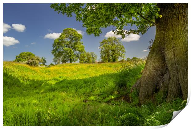 Buttercup meadow #4 Print by Bill Allsopp