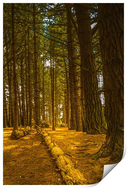 Holkham woods #2 Print by Bill Allsopp