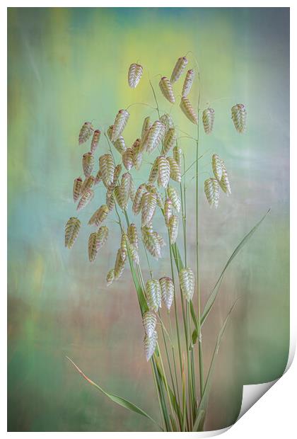Greater Quaking Grass high key Print by Bill Allsopp