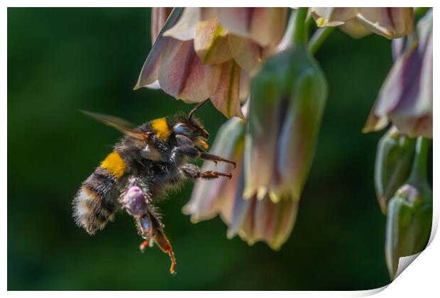 Flight of the Bumble Bee #3 Print by Bill Allsopp