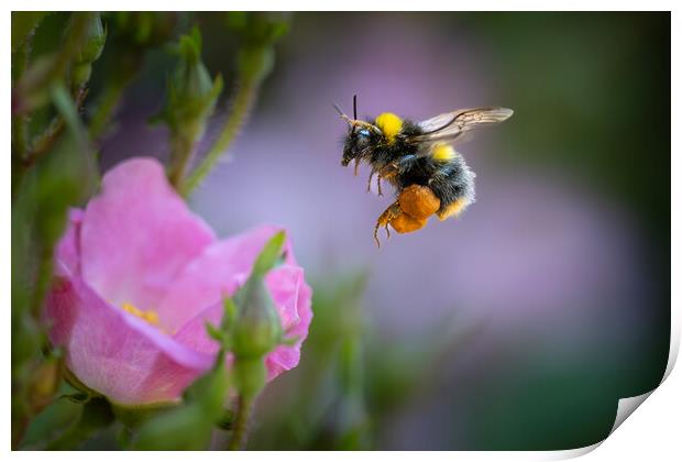 Pollen-Laden Early Bumble Bee Mid-Flight Print by Bill Allsopp