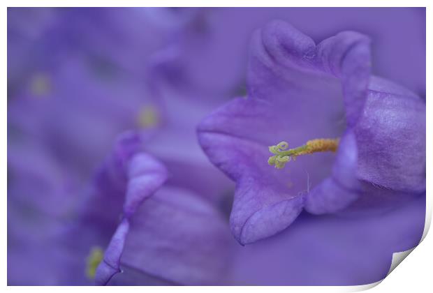 Captivating Close-Up: Campanula Blooms Print by Bill Allsopp