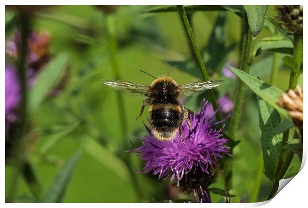 Bumblebee in flight. Print by Bill Allsopp