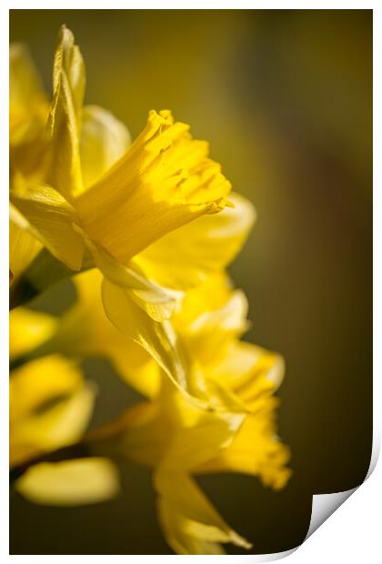 A mass of golden daffodils Print by Bill Allsopp
