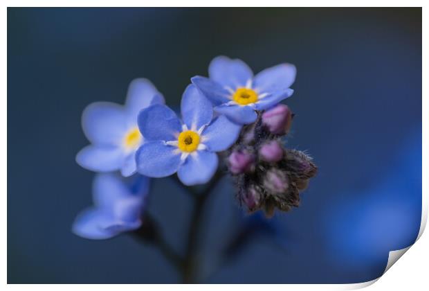 Faithful Forget me not. Print by Bill Allsopp