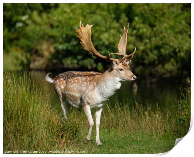 A deer standing in a grassy field Print by Bill Allsopp