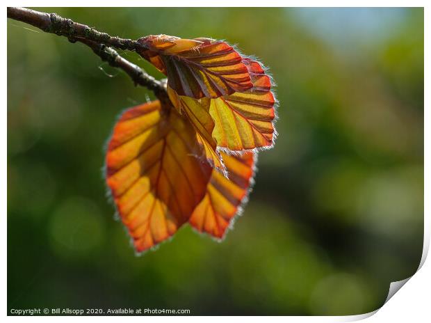 Backlit beech. Print by Bill Allsopp