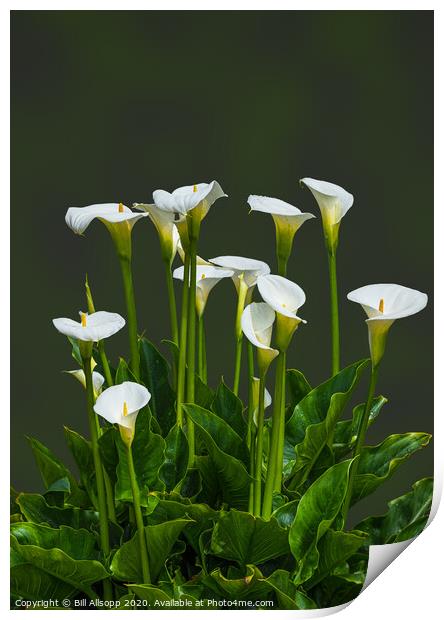 Calla Lily. Print by Bill Allsopp