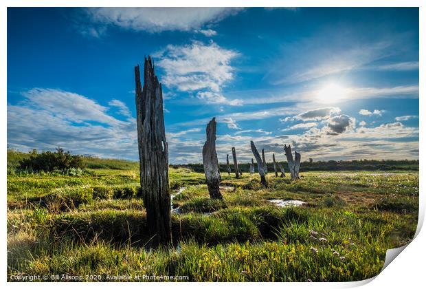 The old stumps. Print by Bill Allsopp