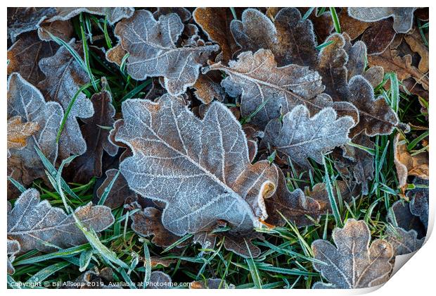 Oak leaves in winter. Print by Bill Allsopp
