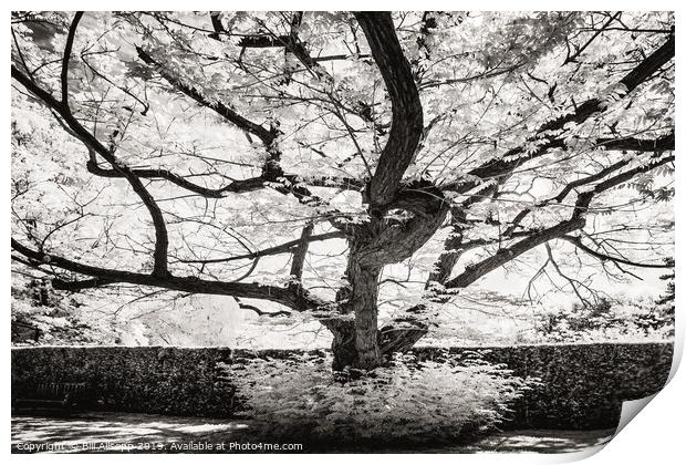 Leicester Botanical Gardens tree. Print by Bill Allsopp