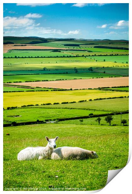 Patchwork fields in summer. Print by Bill Allsopp