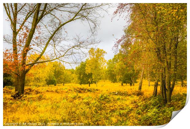 Autumn in Charnwood Forest. Print by Bill Allsopp