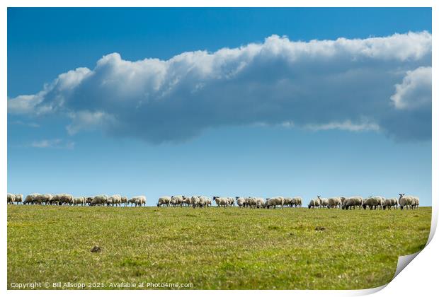 Skyline sheep. Print by Bill Allsopp