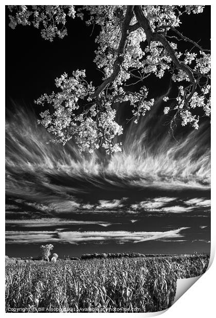 Field, tree and sky. Print by Bill Allsopp